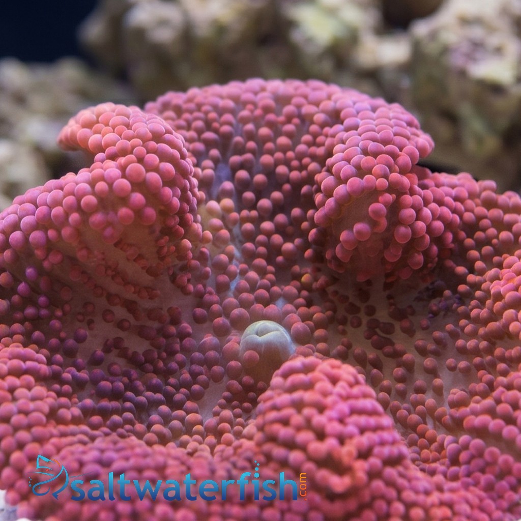 Carpet Anemone: Red - Indo Pacific