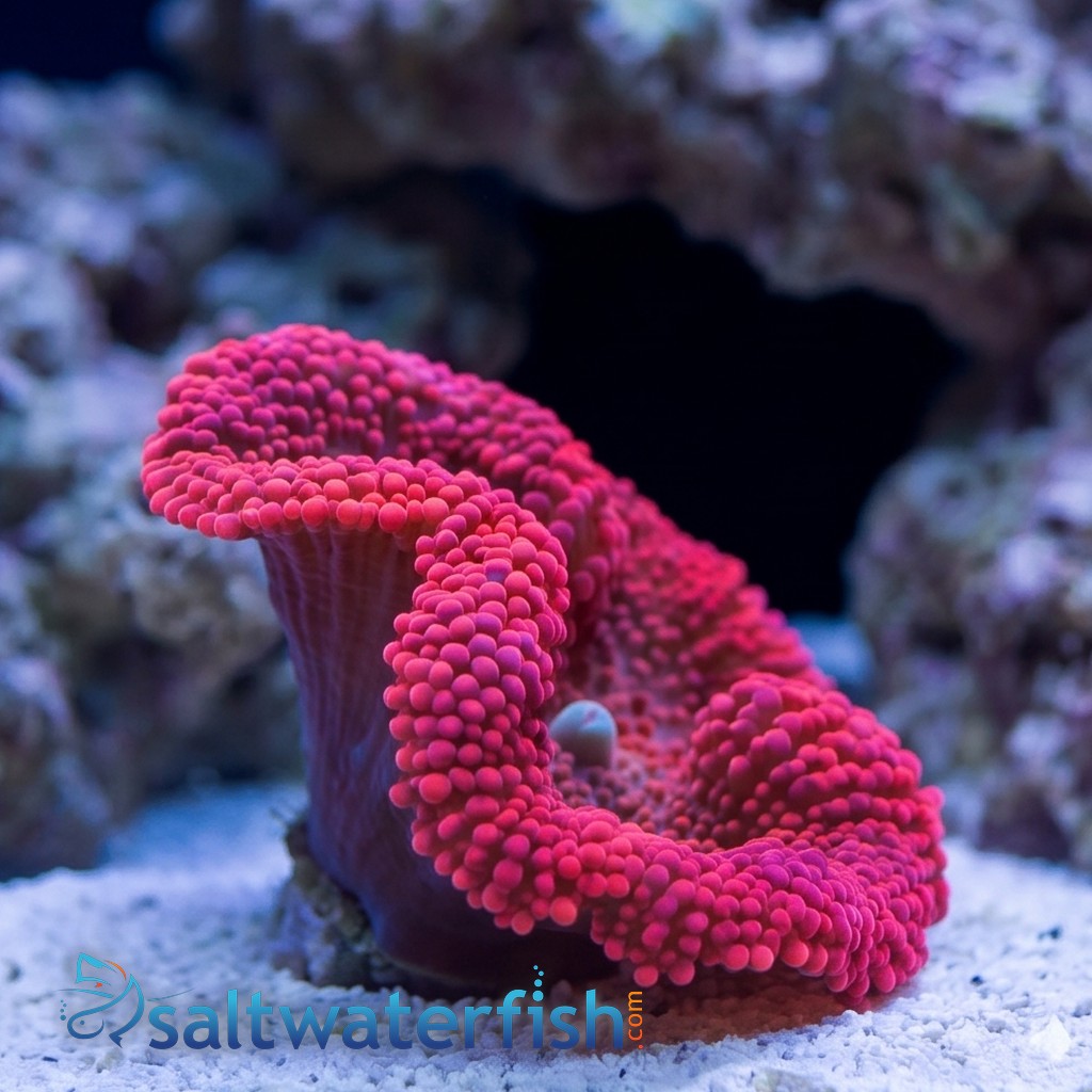 Carpet Anemone: Red - Indo Pacific
