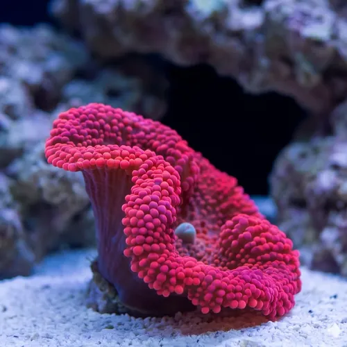 Carpet Anemone: Red - Indo Pacific