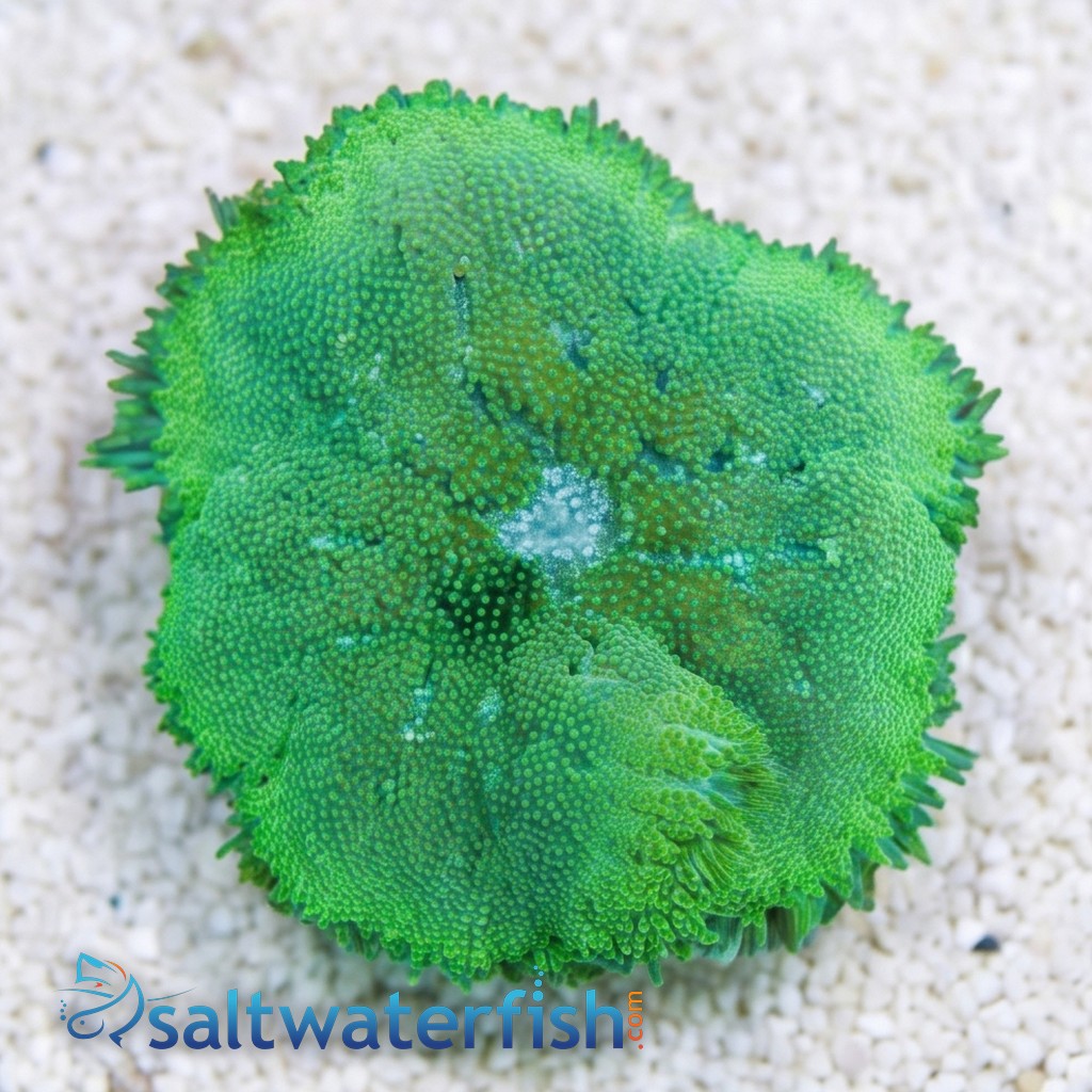 Maxi-Mini Carpet Anemone