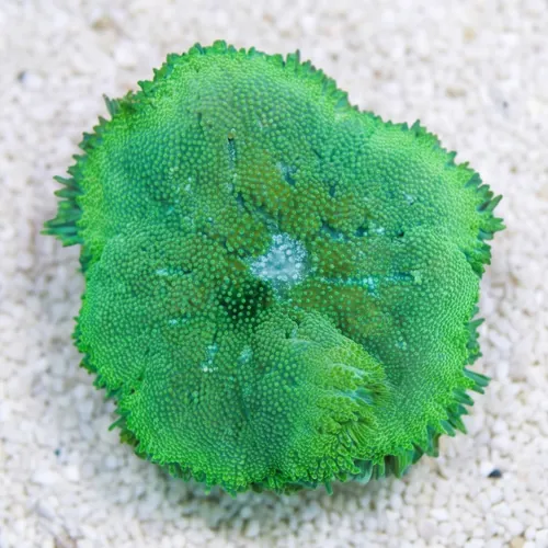 Maxi-Mini Carpet Anemone