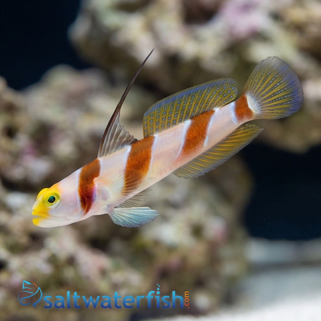 Barbershop Shrimpgoby