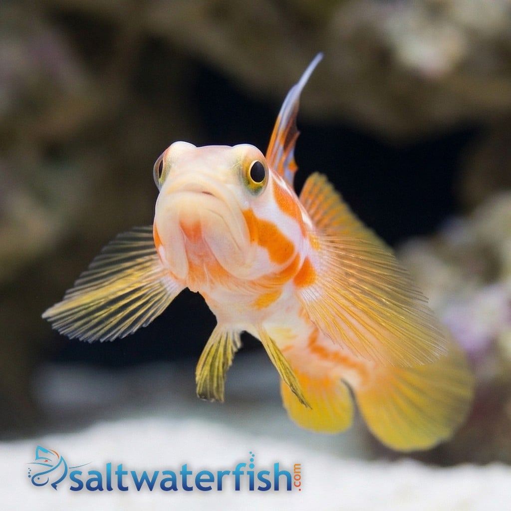Yasha Shrimp Goby - Captive Bred