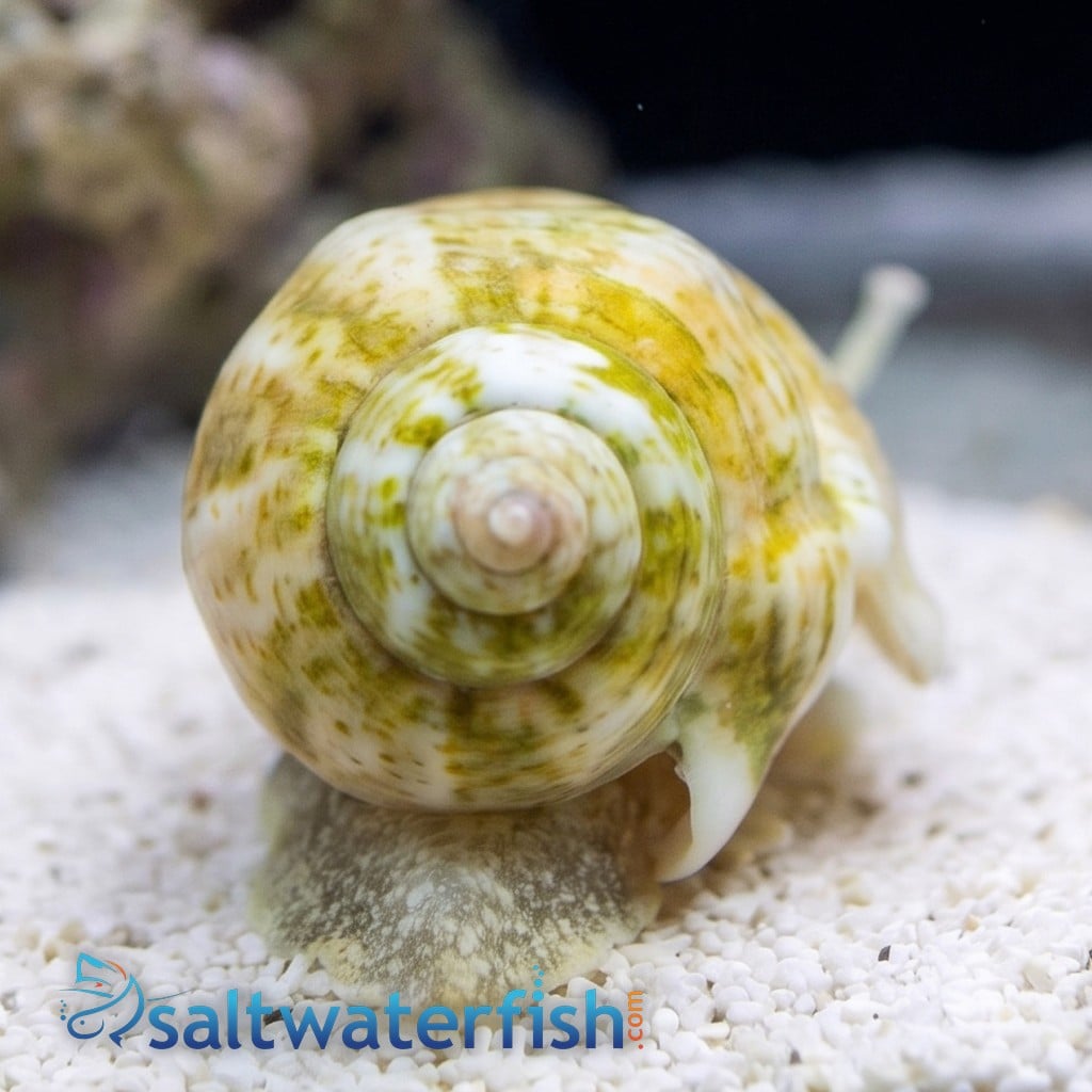 Fighting Conch