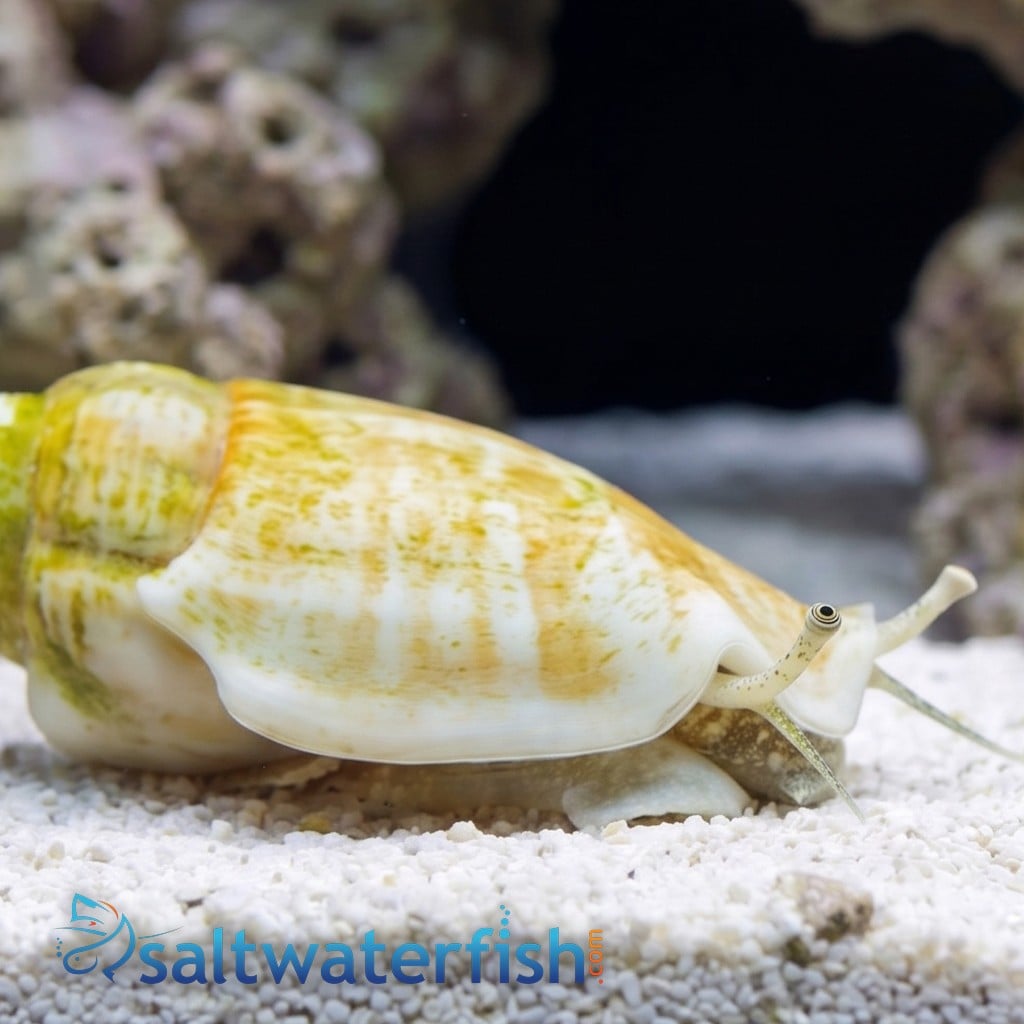Fighting Conch