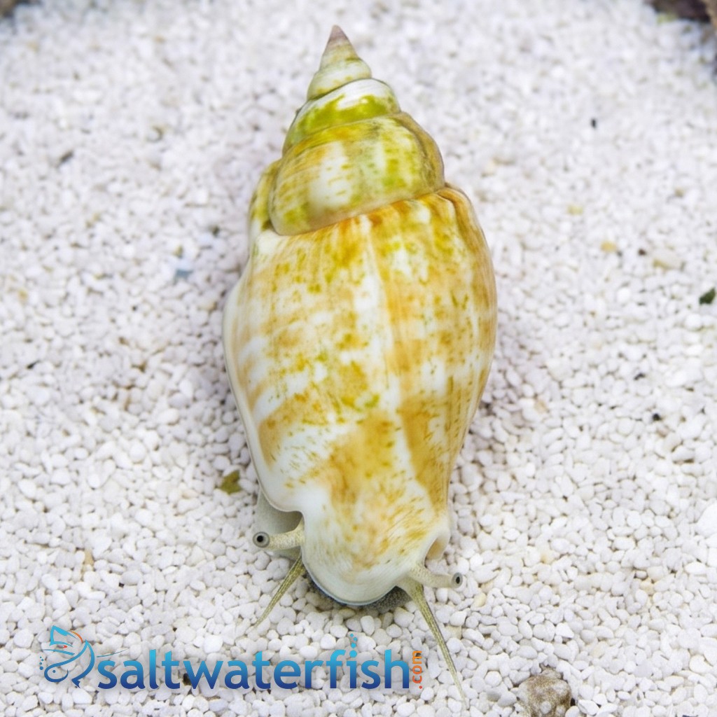 Fighting Conch