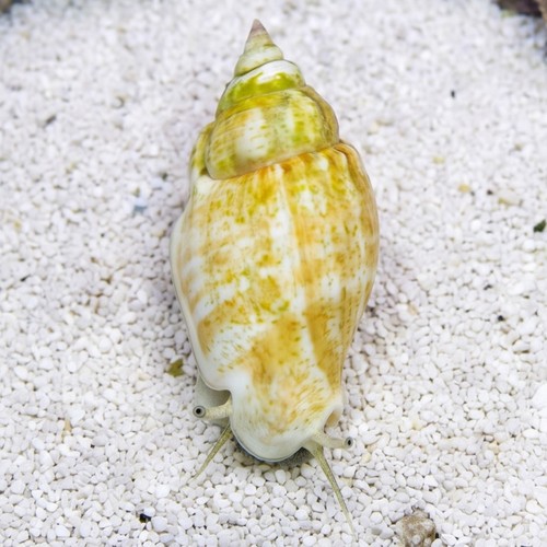 Fighting Conch