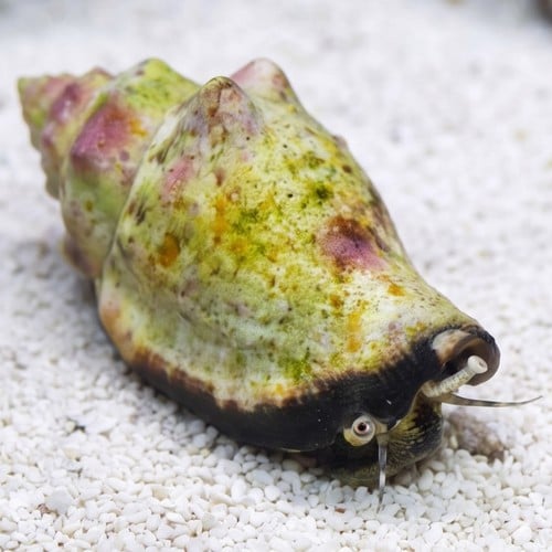 Tiger Sand Conch - Caribbean