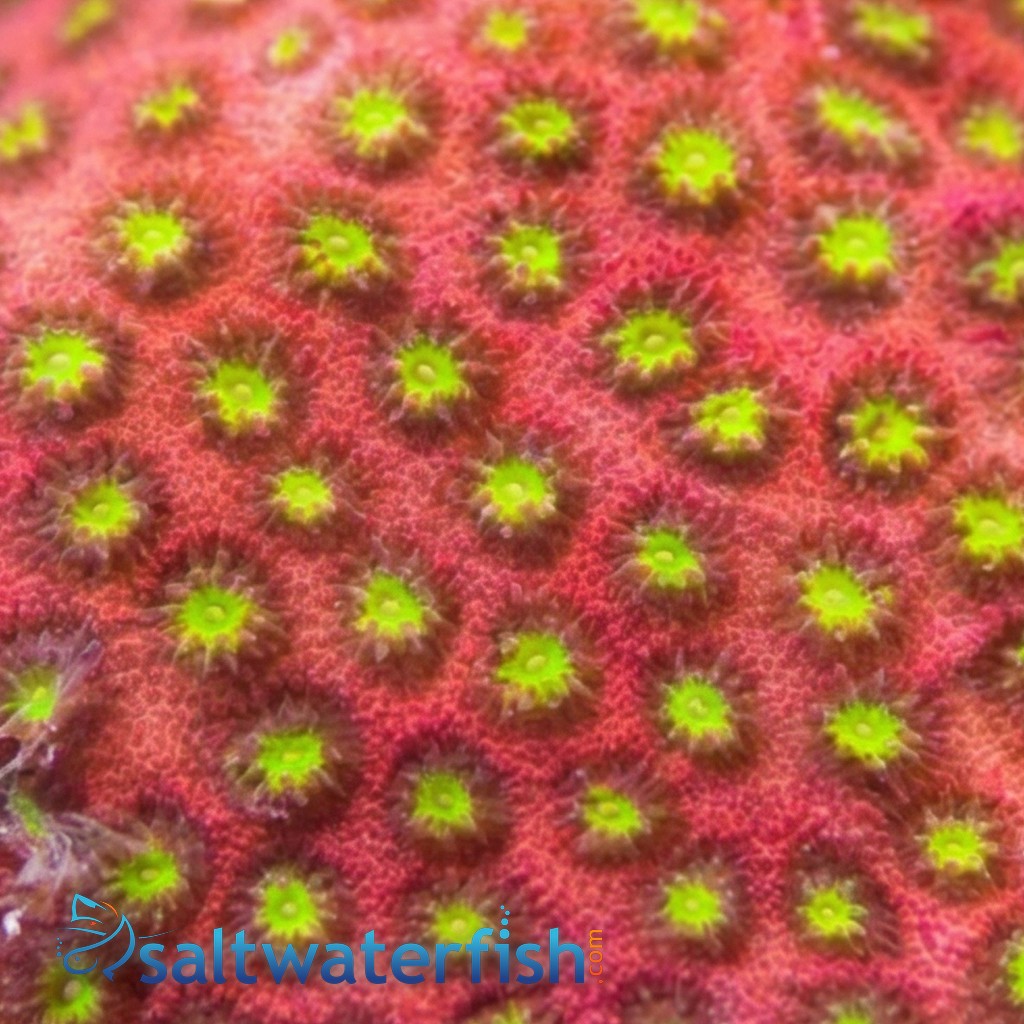 Stylocoeniella : Electric Daisy - Aquacultured