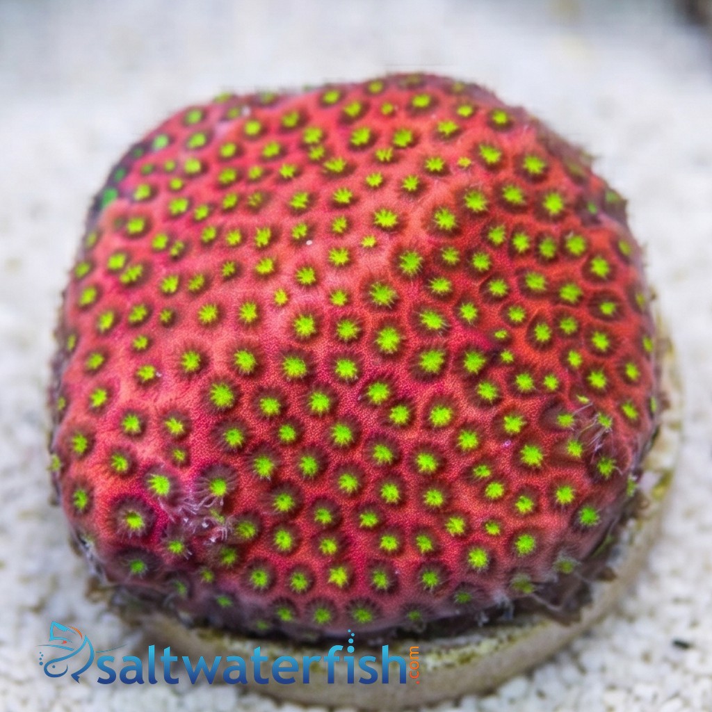 Stylocoeniella : Electric Daisy - Aquacultured