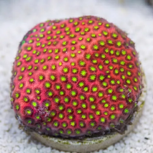 Stylocoeniella : Electric Daisy - Aquacultured