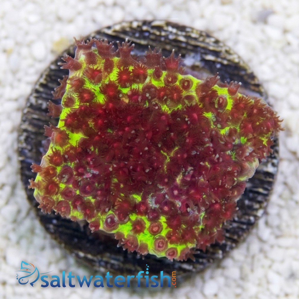 Stylocoeniella : Burning Banana - Aquacultured