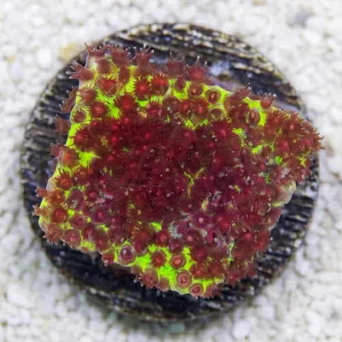Stylocoeniella : Burning Banana - Aquacultured