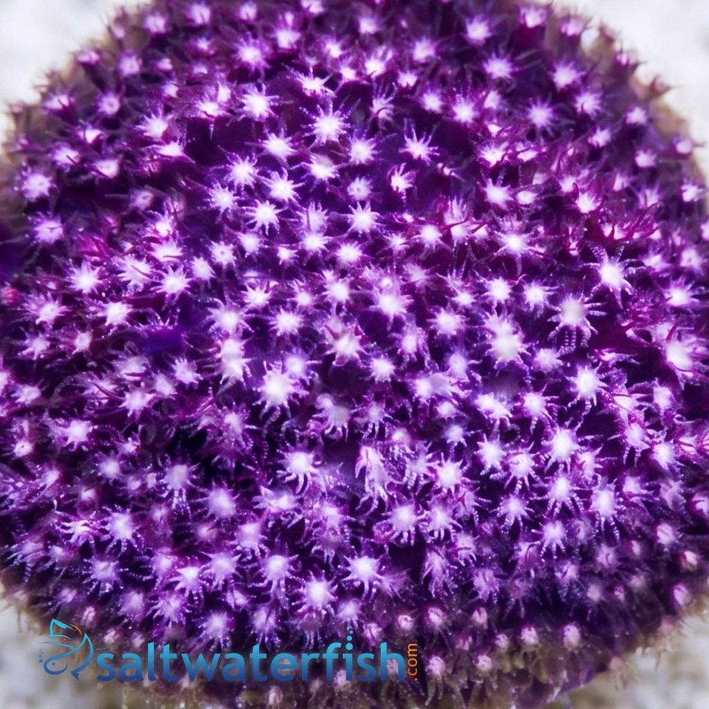 Stylocoeniella : Sweet Heart - Aquacultured