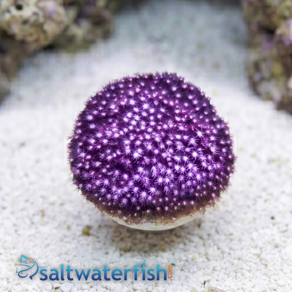 Stylocoeniella : Sweet Heart - Aquacultured
