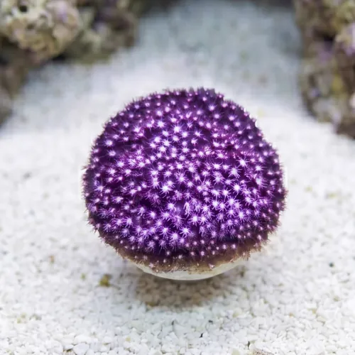 Stylocoeniella : Sweet Heart - Aquacultured