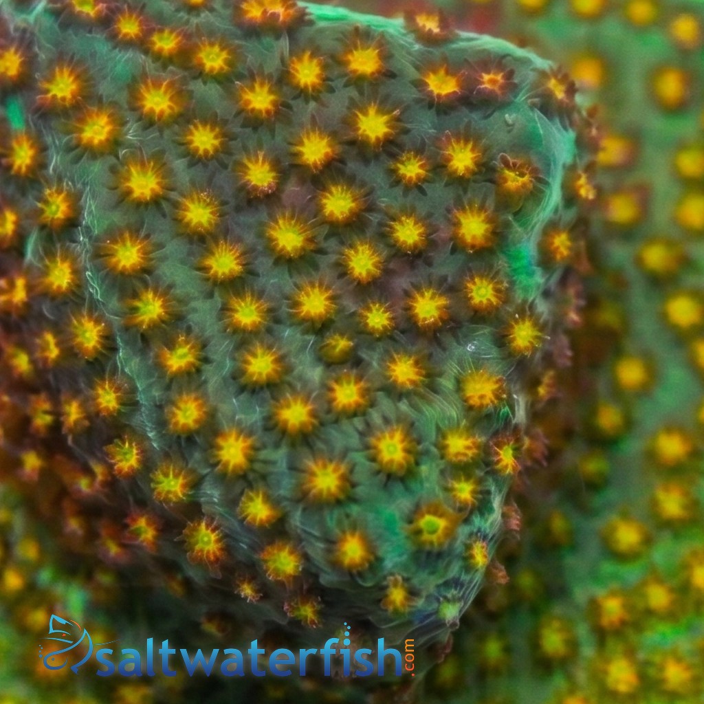 Stylocoeniella : Close Encounter - Aquacultured