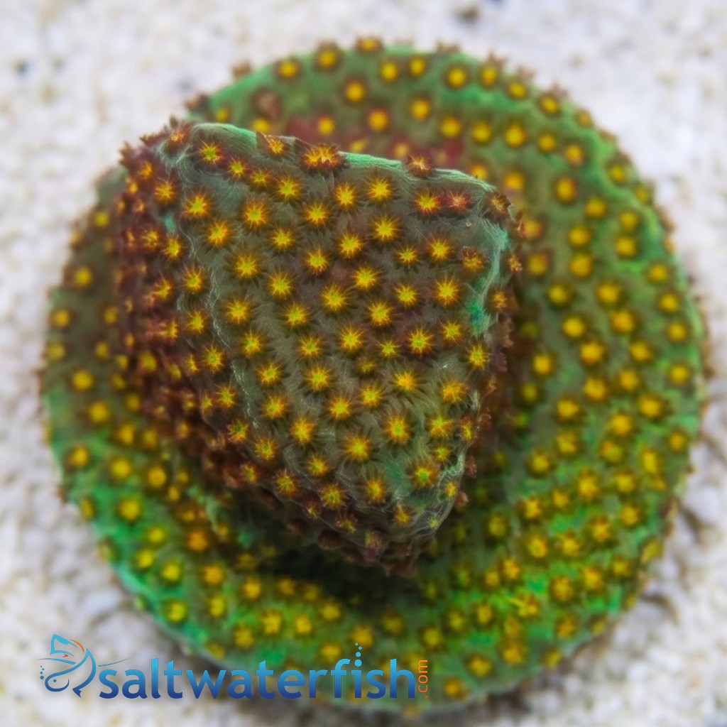 Stylocoeniella : Close Encounter - Aquacultured