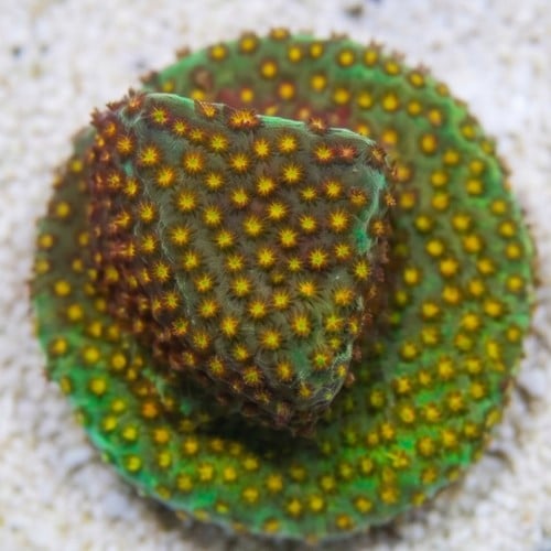 Stylocoeniella : Close Encounter - Aquacultured