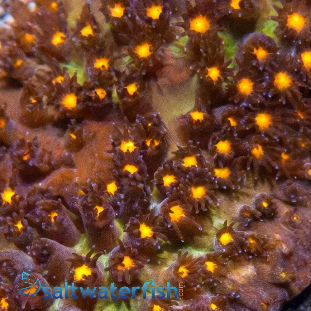 Stylocoeniella : Firestone - Aquacultured