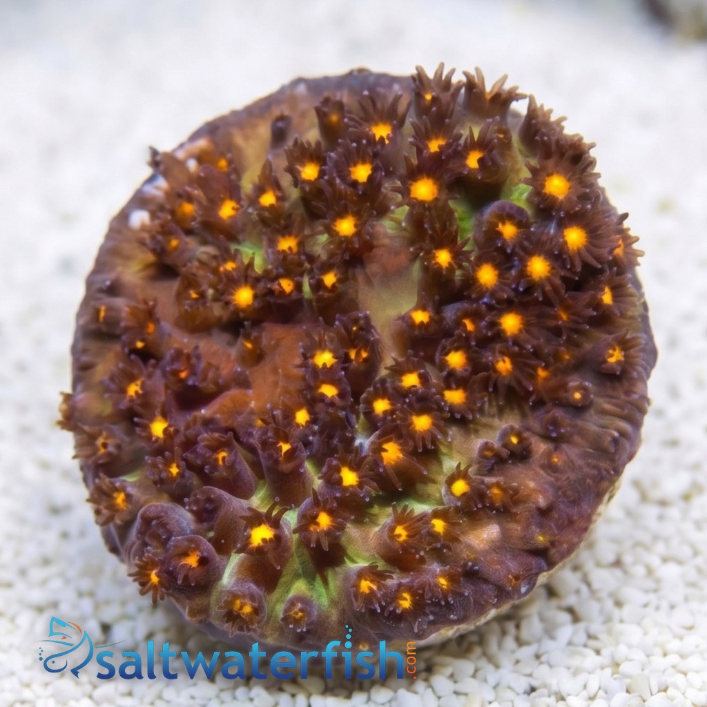 Stylocoeniella : Firestone - Aquacultured