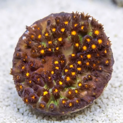 Stylocoeniella : Firestone - Aquacultured