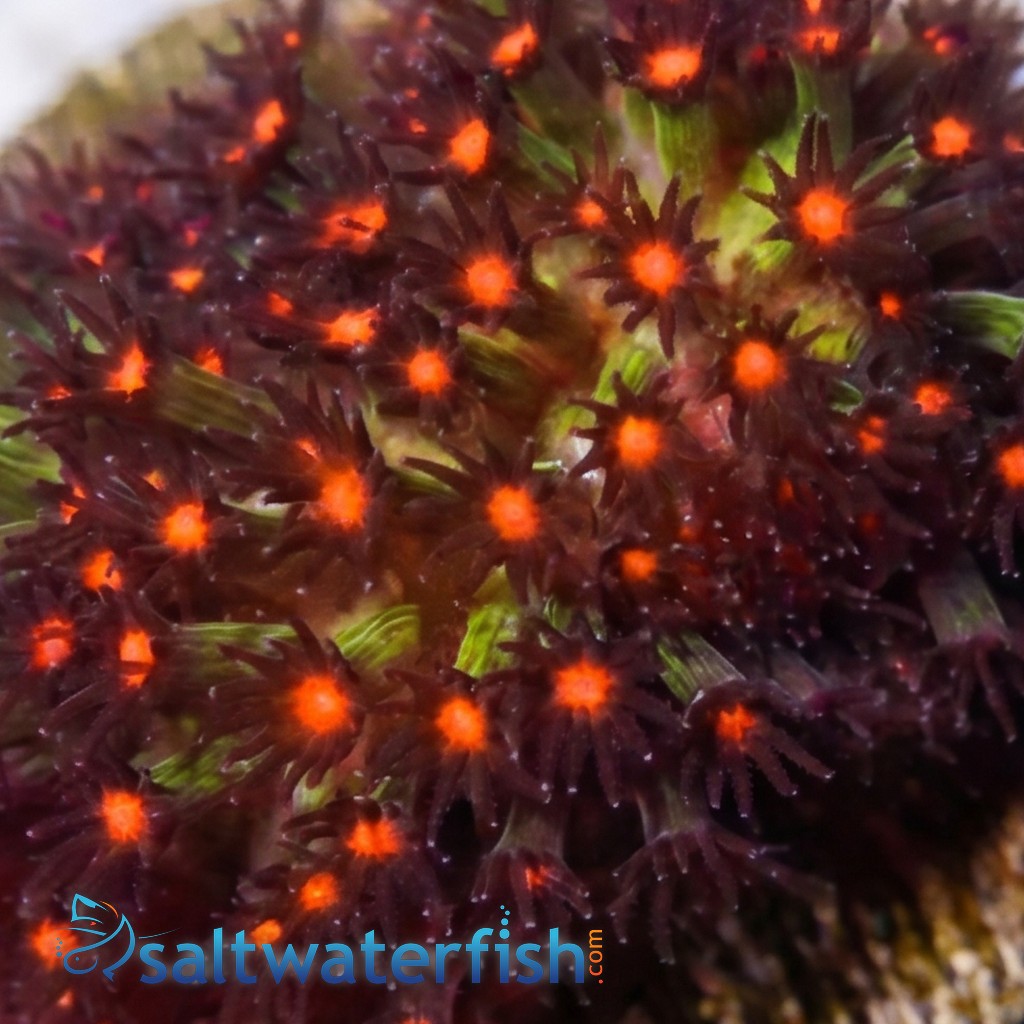 Stylocoeniella : JF Sunset - Aquacultured