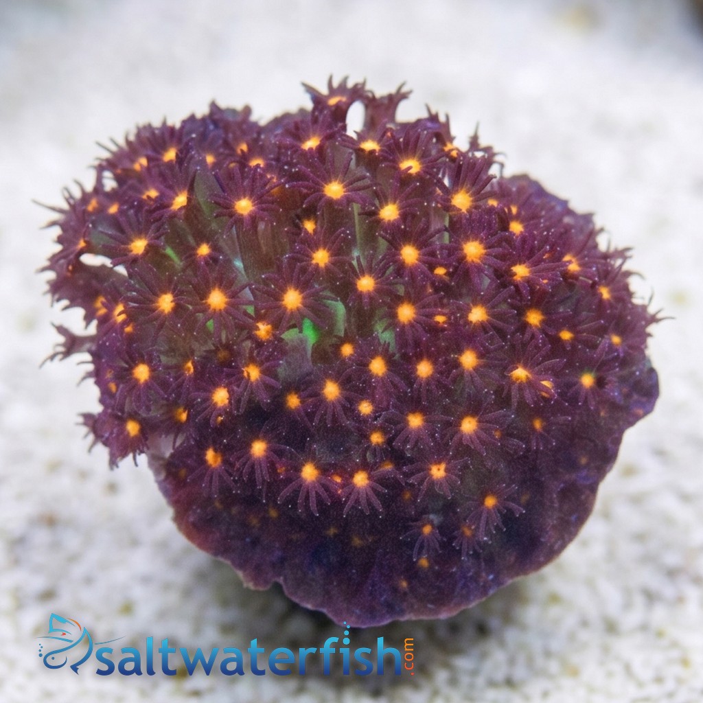 Stylocoeniella : JF Sunset - Aquacultured
