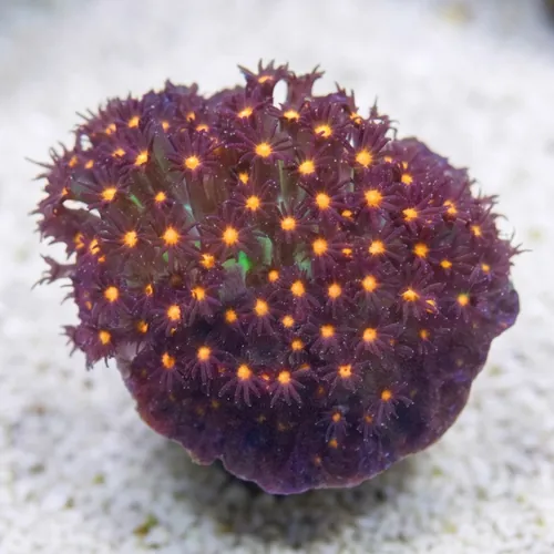 Stylocoeniella : JF Sunset - Aquacultured