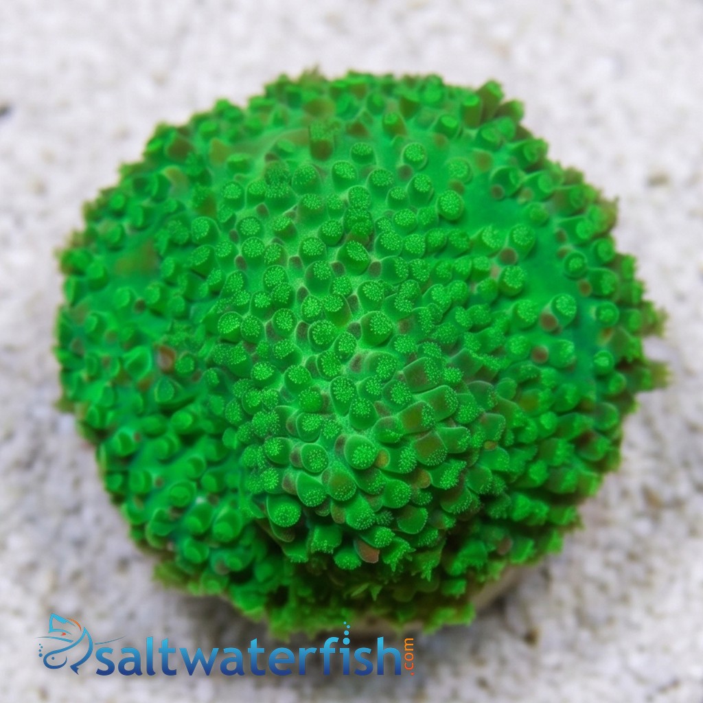 Stylocoeniella : Night Vision - Aquacultured