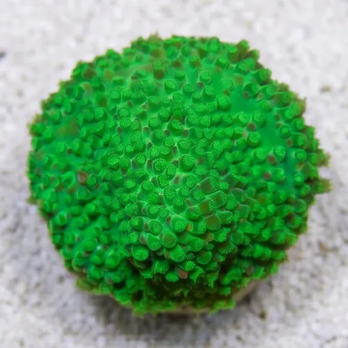 Stylocoeniella : Night Vision - Aquacultured