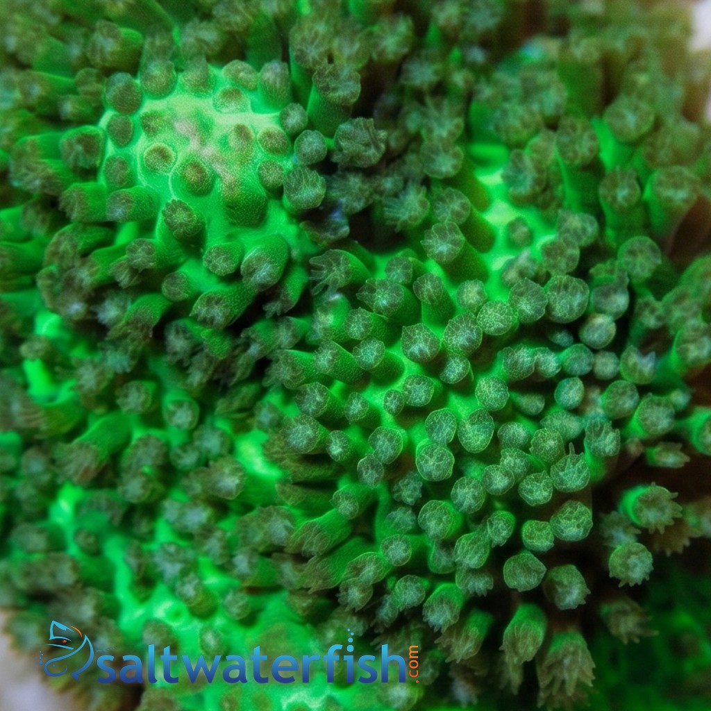 Stylocoeniella : Green - Aquacultured