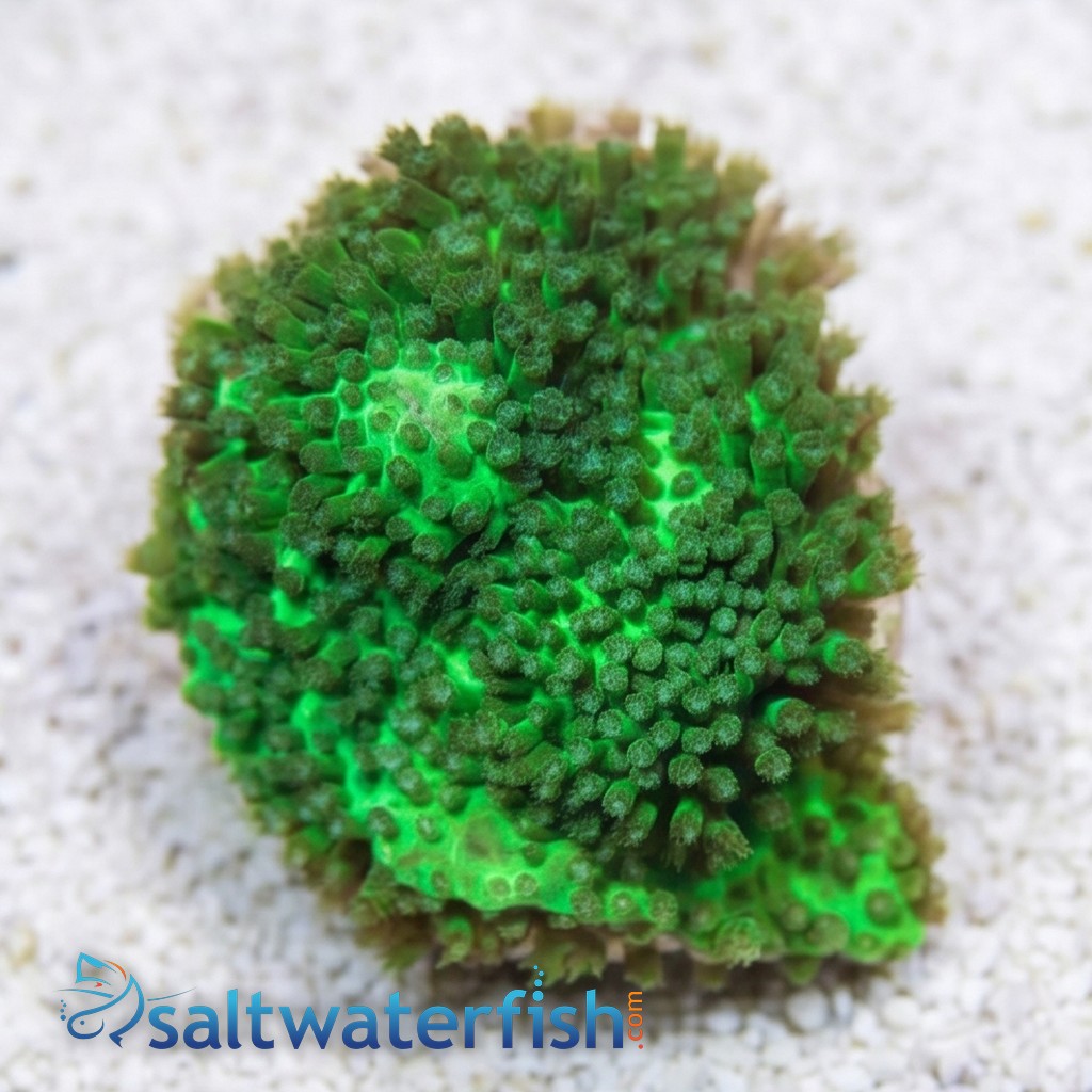 Stylocoeniella : Green - Aquacultured