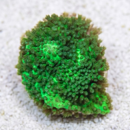 Stylocoeniella : Green - Aquacultured