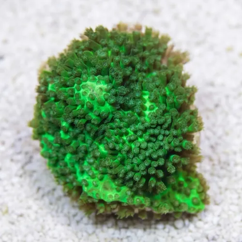 Stylocoeniella : Green - Aquacultured