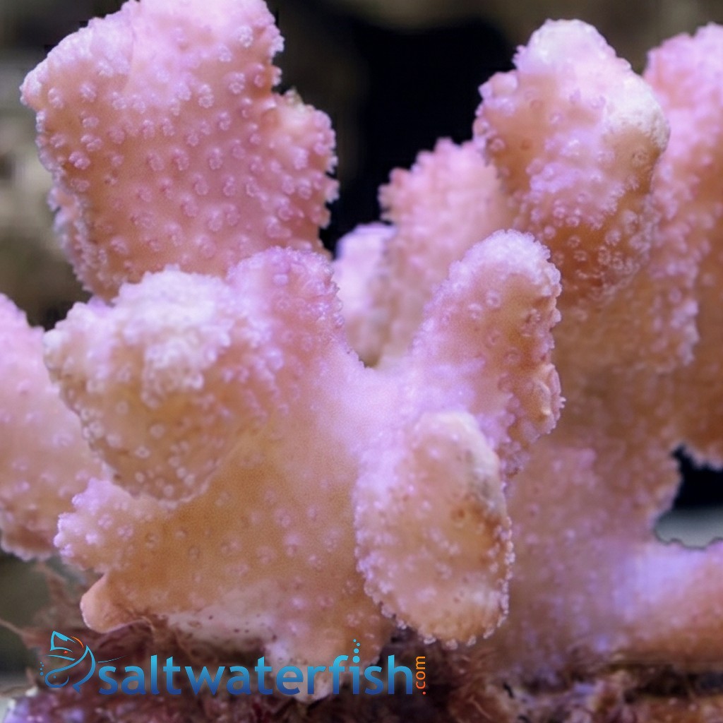 Cat's Paw Stylophora: Red/Pink - Fiji