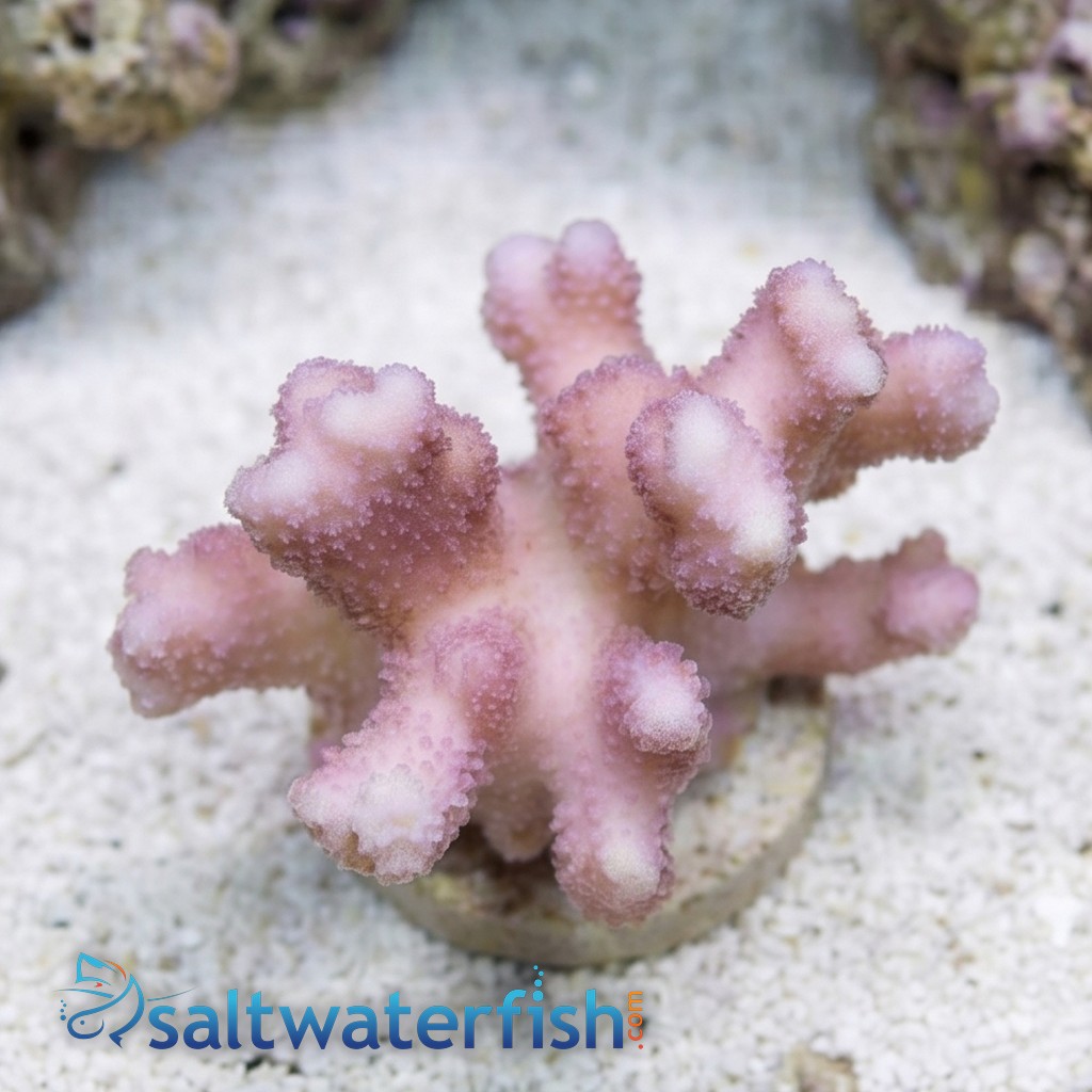 Cat's Paw Stylophora: Red/Pink - Fiji