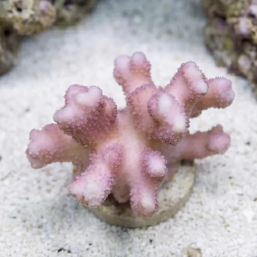 Cat's Paw Stylophora: Red/Pink - Fiji