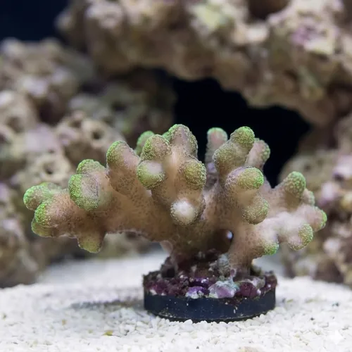 Cat's Paw Stylophora: Green Polyp