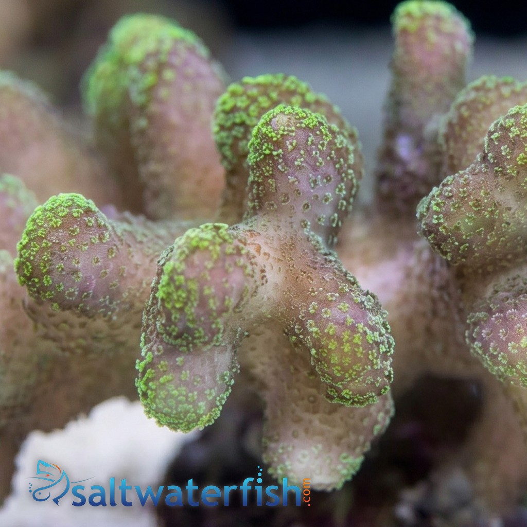 Cat's Paw Stylophora: Green Polyp - Eastern Asia