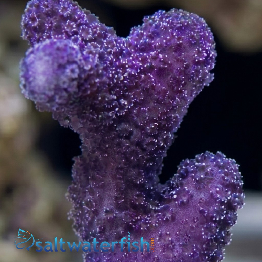 Cat's Paw Stylophora: Blue Polyp - Aquacultured