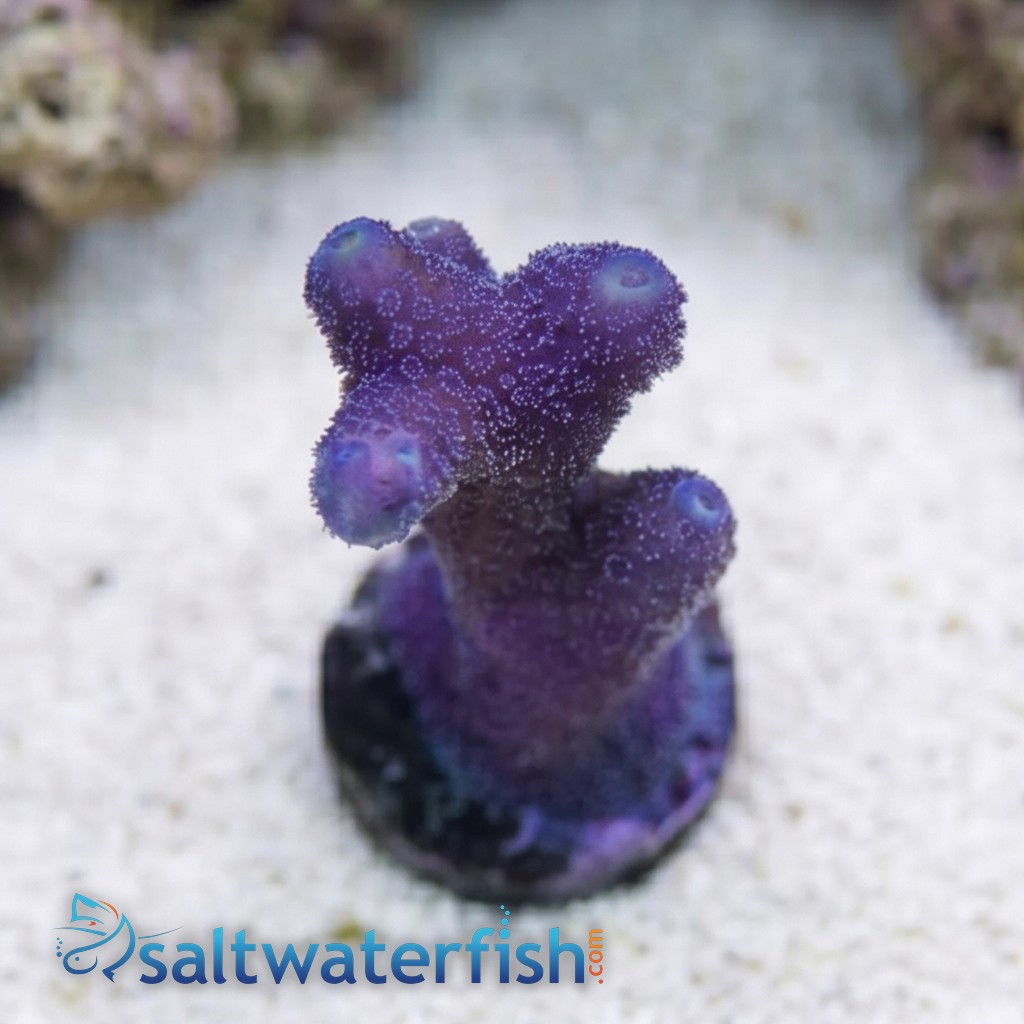 Cat's Paw Stylophora: Blue Polyp - Aquacultured