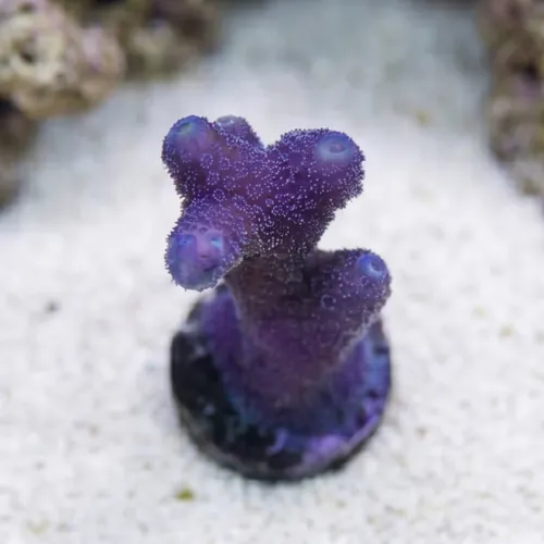 Cat's Paw Stylophora: Blue Polyp - Aquacultured