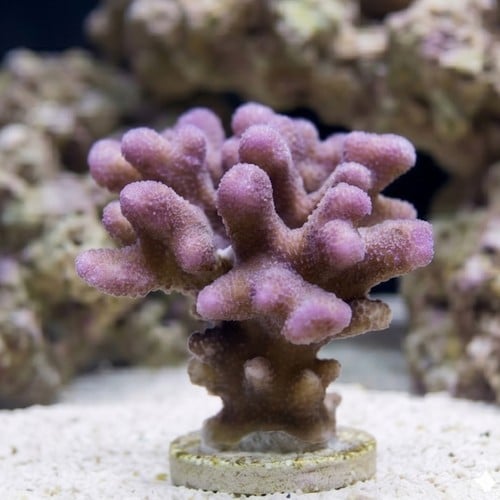 Cat's Paw Stylophora: Colored - Aquacultured
