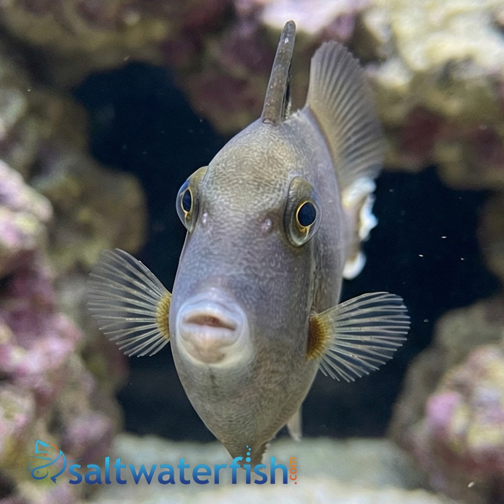 Halfmoon (White Tip) Trigger 