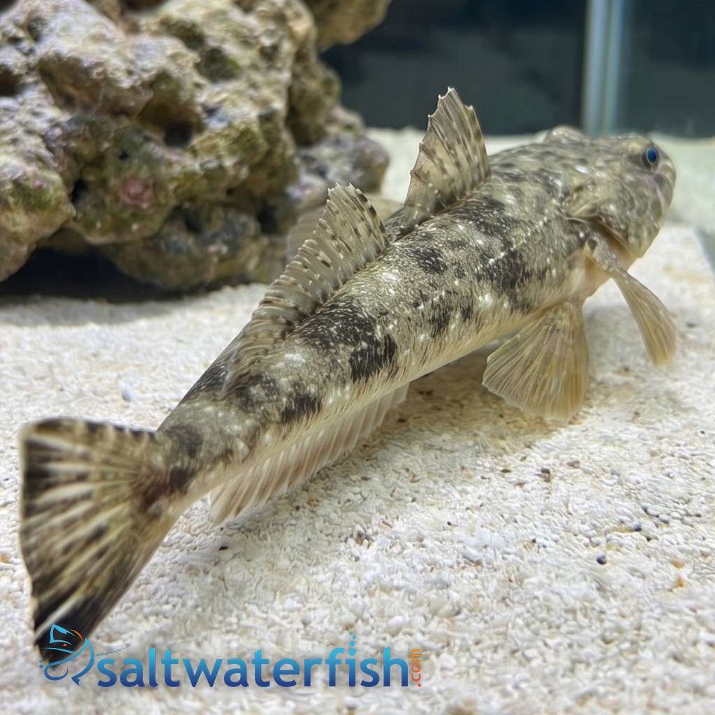 Broadhead Flathead Fish