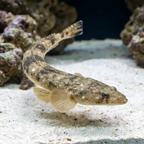 Broadhead Flathead Fish