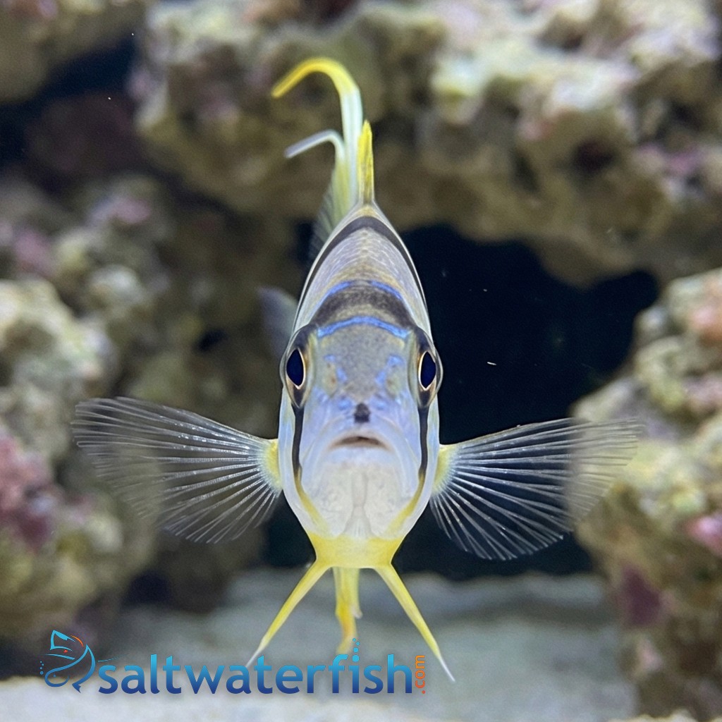 Sailfin Snapper
