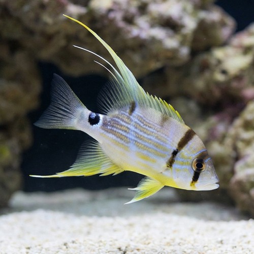 Sailfin Snapper