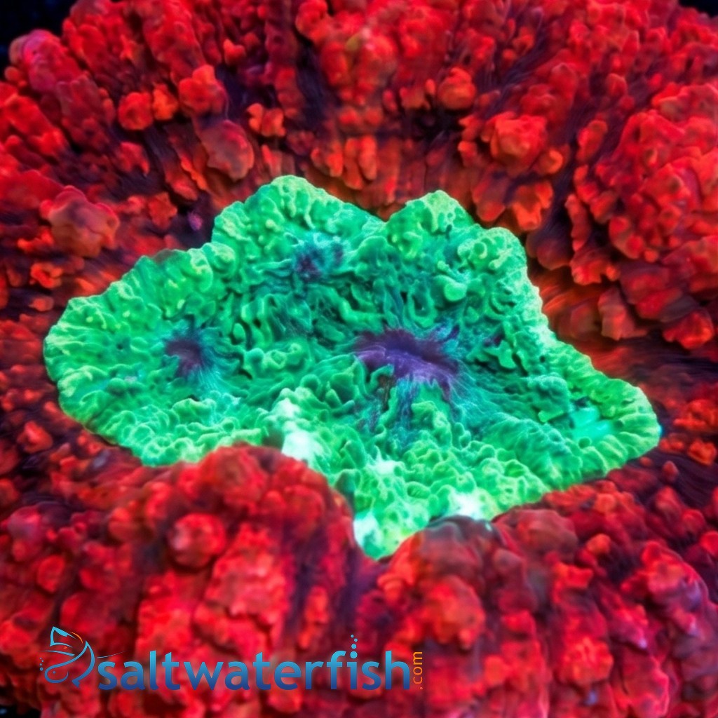 Symphyllia Brain Coral Dented Metallic Red Rim w/Green Center - Australia